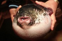 Fugu, pez globo