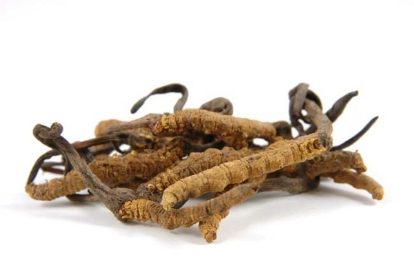 Cordyceps-sinensis